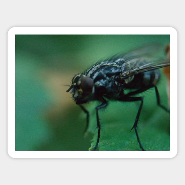 Fly With Bristles Magnet by Pirino